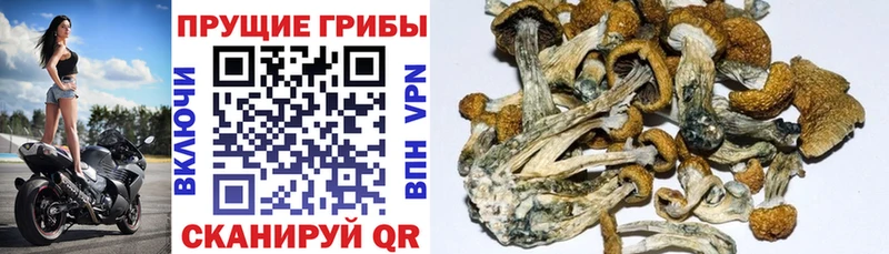 Купить  Павловская  Псилоцибиновые грибы прущие грибы 